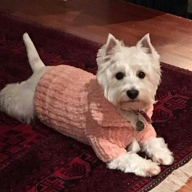 DOG Clothes Carriers & Harnesses by BubaDog on Etsy