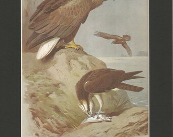 1970 sea eagle and osprey print by thorburn. antique print vintage wall decor