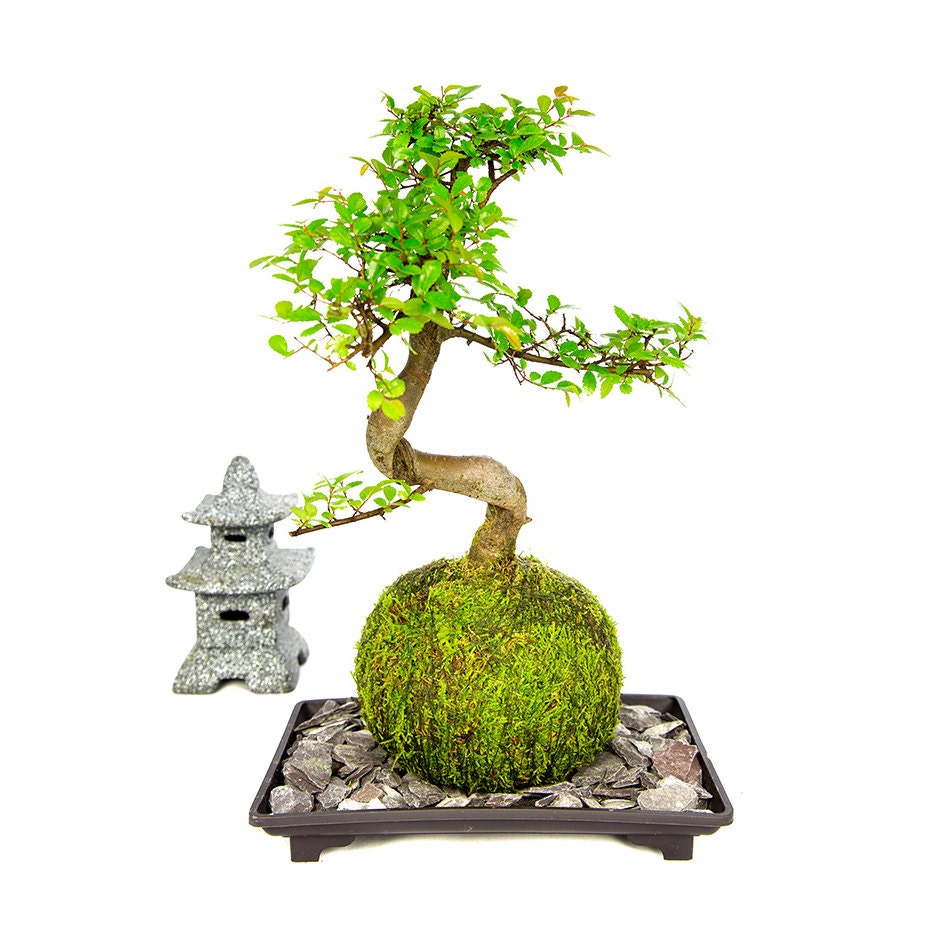 Kokedama Chinese Elm Bonsai in a live moss by TranquilPlants