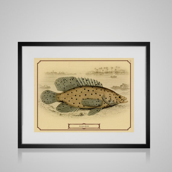 Framed Wall Art VINTAGE FISH PRINT Free by PictureByPicture