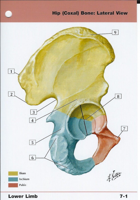 Hip Coxal Bone Lateral View Anatomy Flash Card by Frank H.