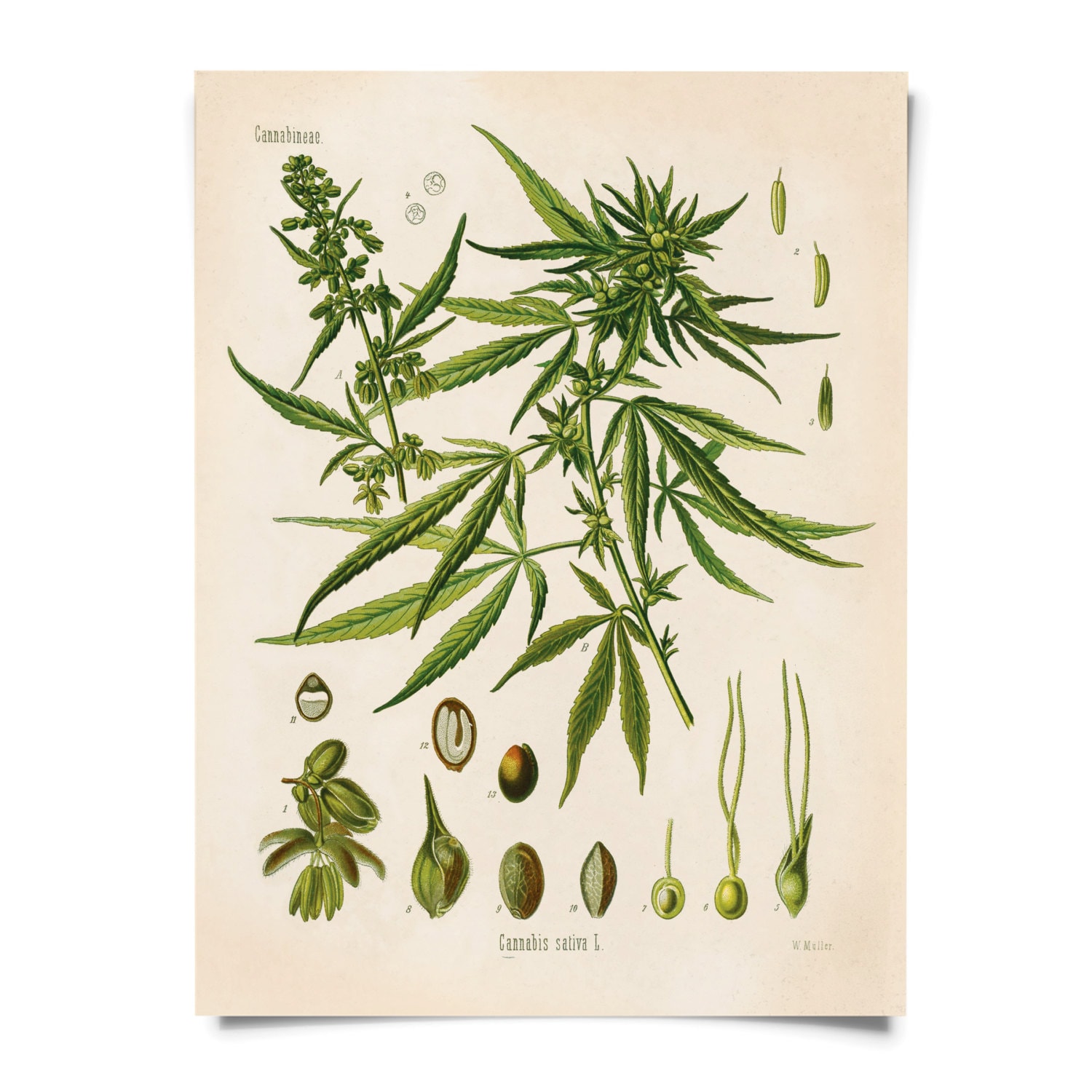 Botanical Cannabis Sativa Diagram Print. Educational Chart Diagram ...