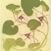 Wild Ginger Fine Art Etching