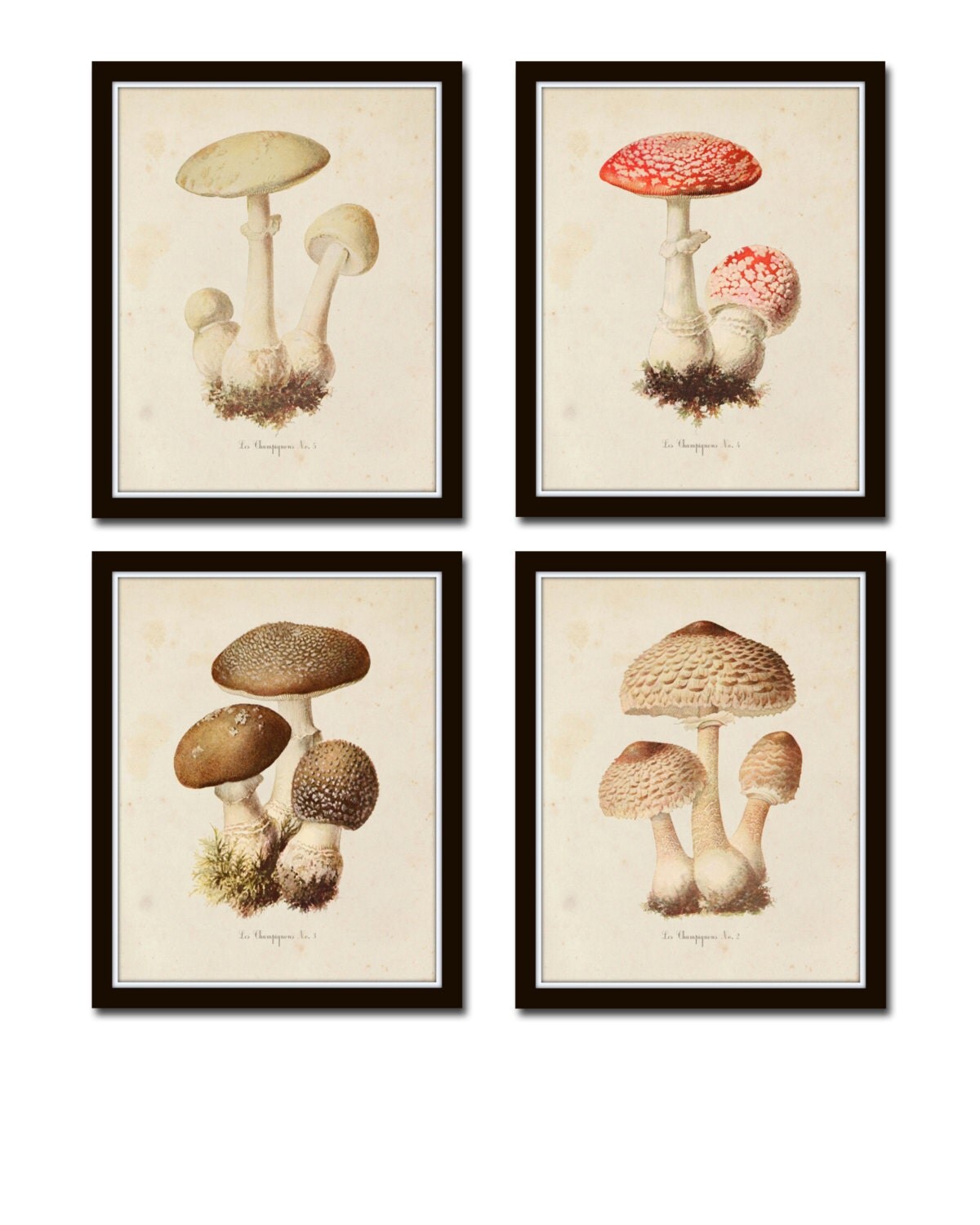 Mushroom Print Set No. 3 Mushroom Prints Antique Botanical