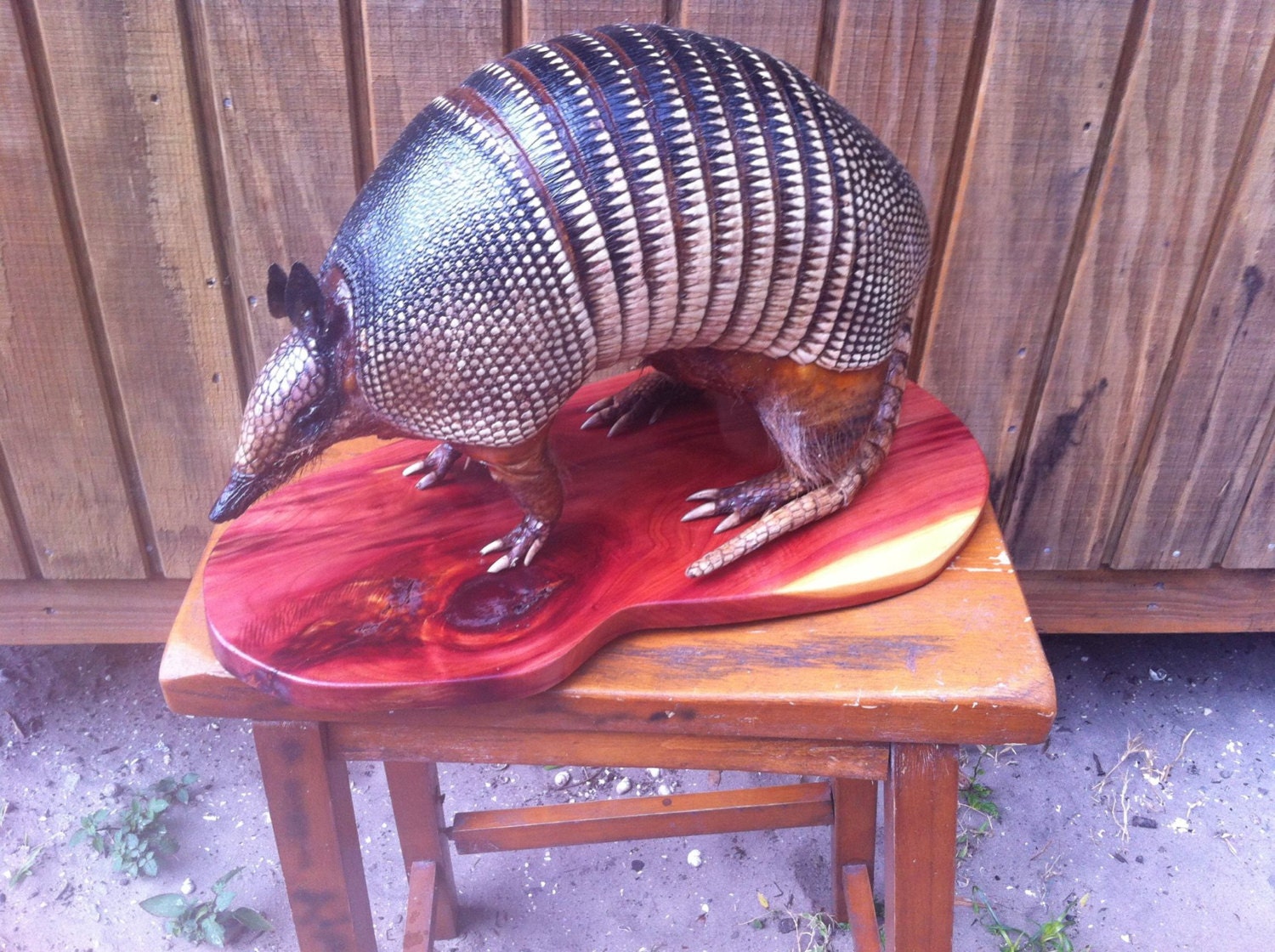 Real Armadillo Taxidermy Now all on a by QualityTaxidermy on Etsy