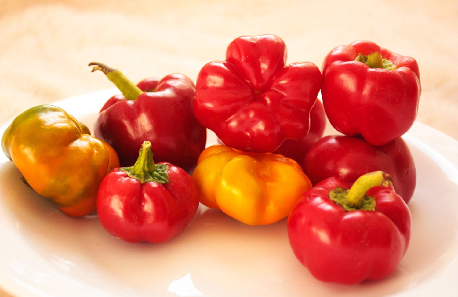 Bulgarian Kambi peppers Sweet pepper seeds from our garden