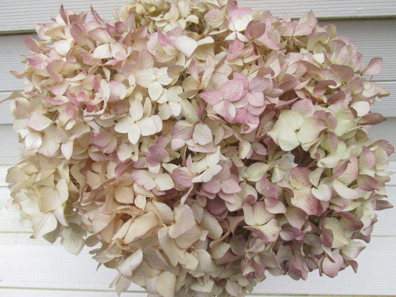 Dried Antique Cream Hydrangea Flowers with Burgundy Blush 8
