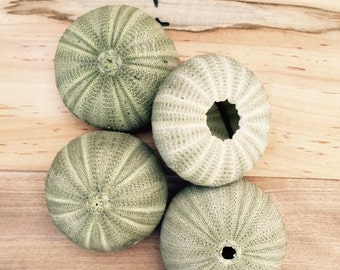 Multiple Quanity Green Sea Urchin Shells/Tests - FAST and FREE SHIPPING wholesale, wedding, party, thank you, event, name card