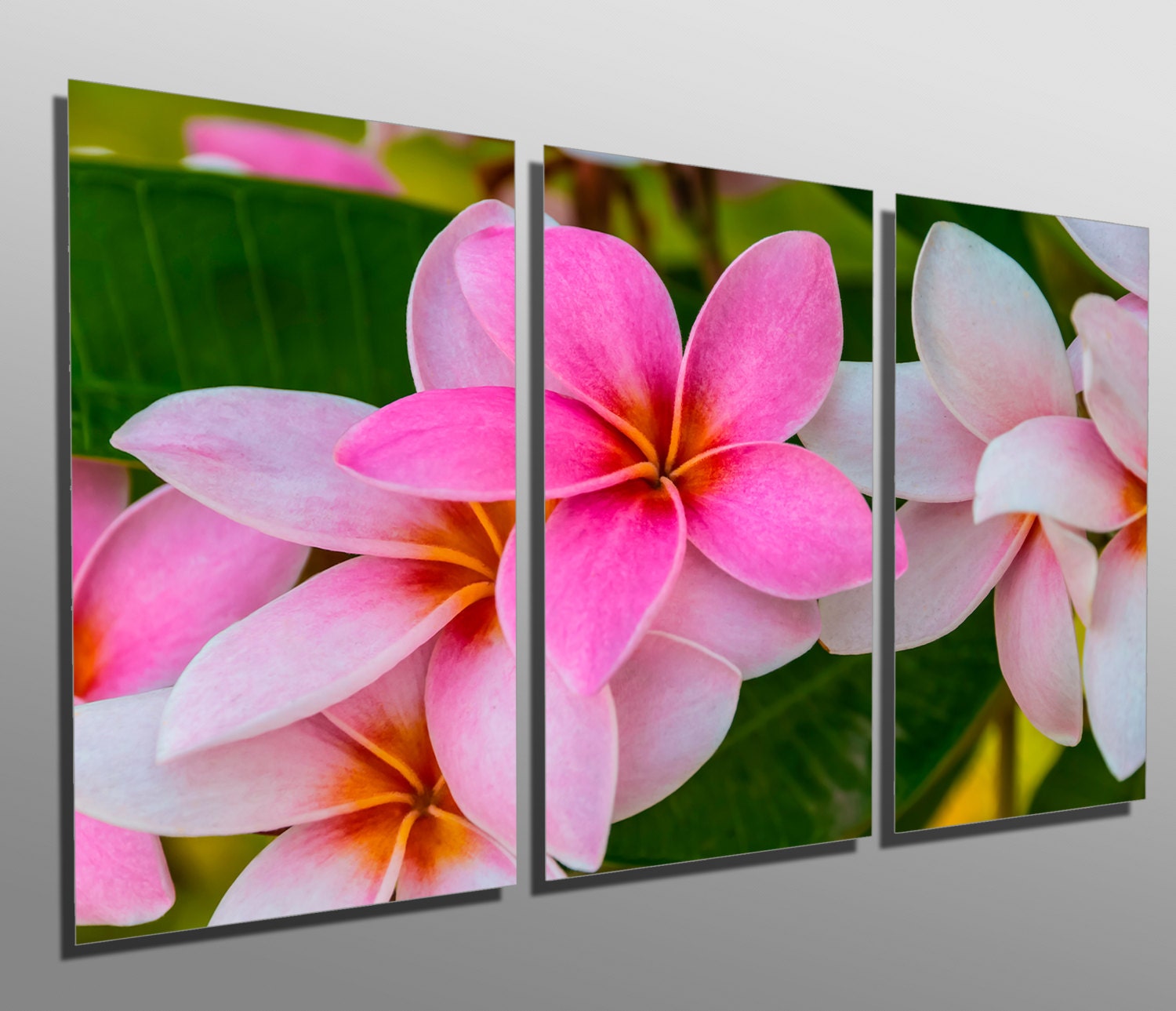 Metal Prints Pink Plumeria Flowers 3 Panel split