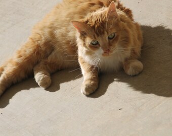 Cat photo