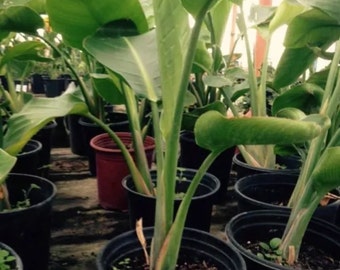 1 Well Rooted Giant Bird Of Paradise - 12 to 16 Inches Tall -m76