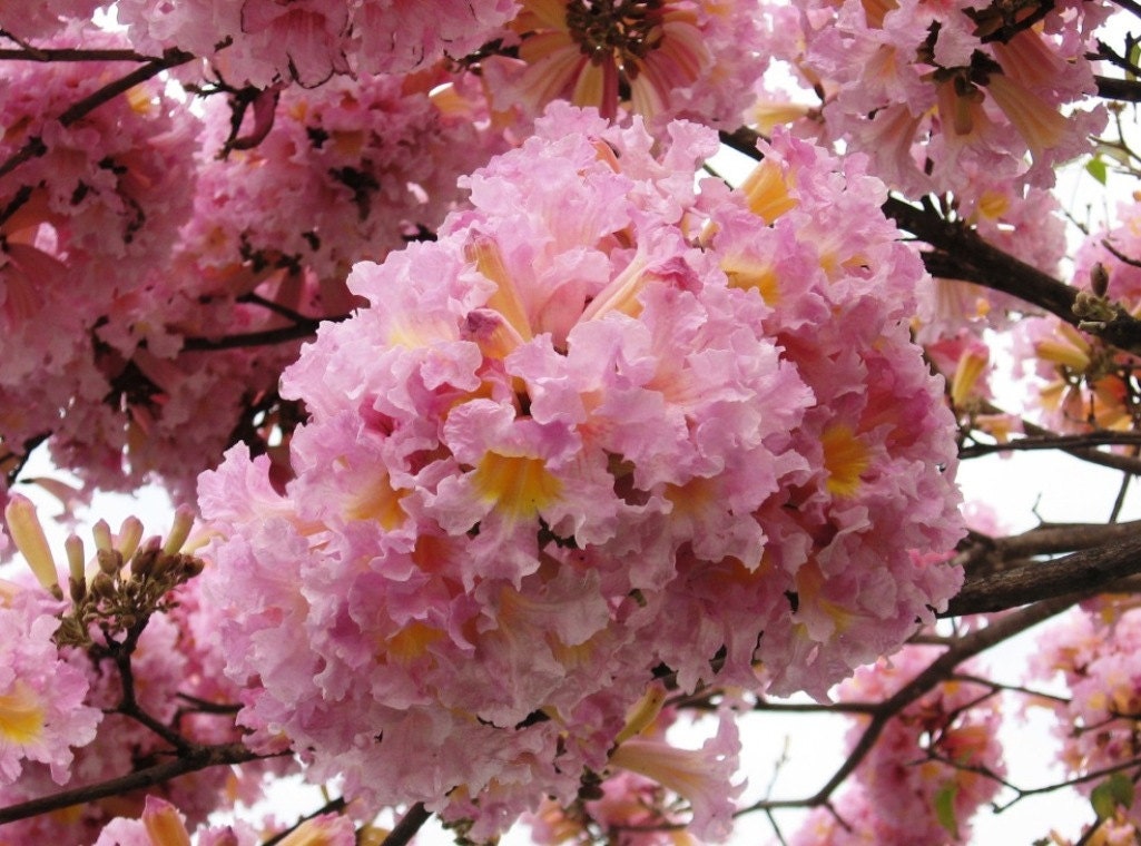 Tabebuia Rosea Tree 15/60/200/500 Seeds Pink Poui Flowering