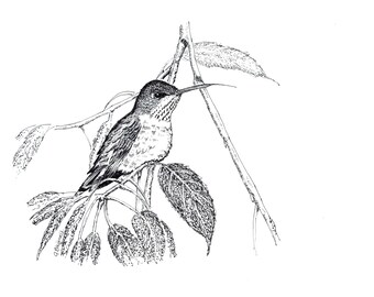 Print (Ruby-Throated Hummingbird)