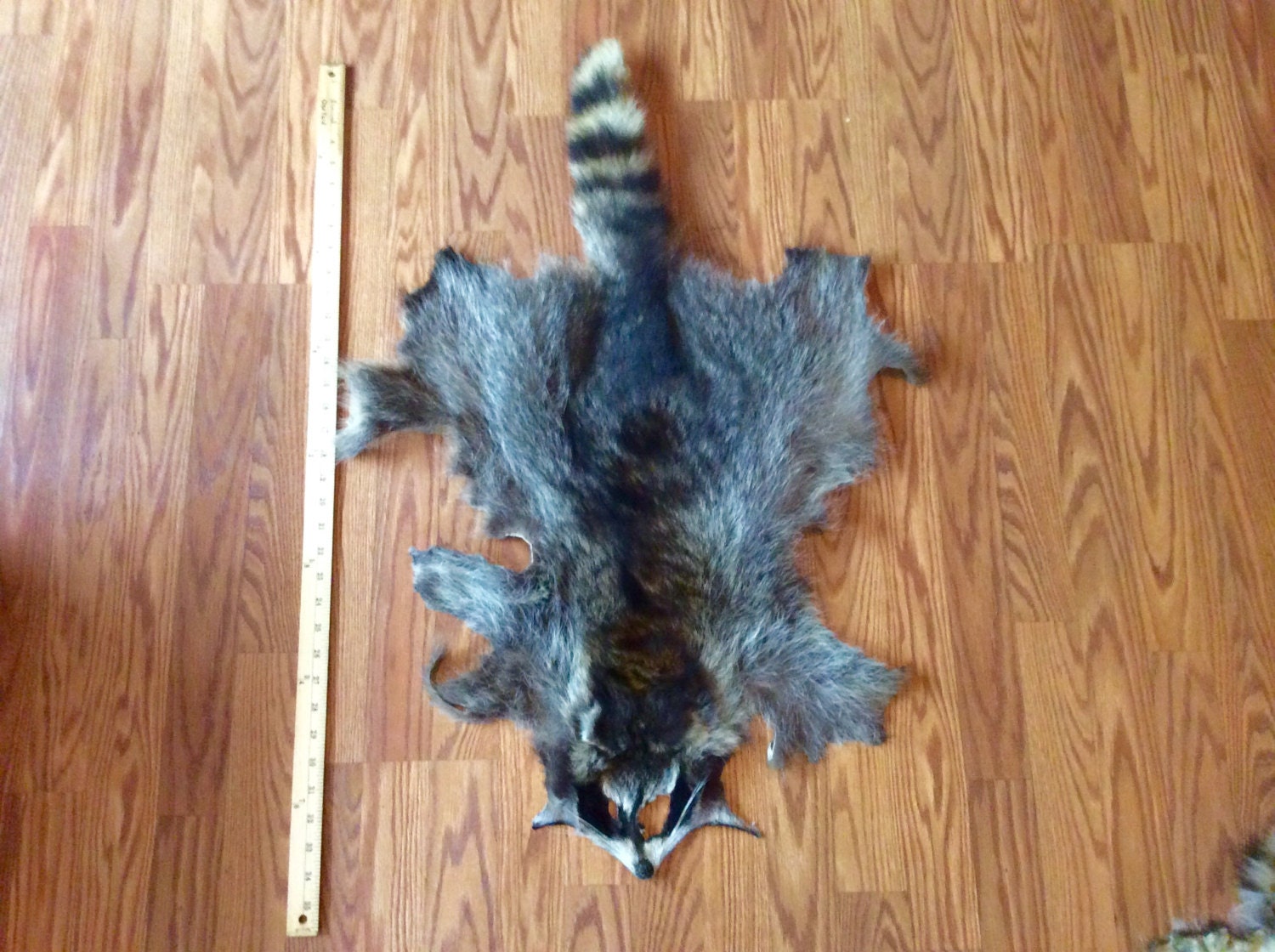 Raccoon Pelt by PrimalFinds on Etsy