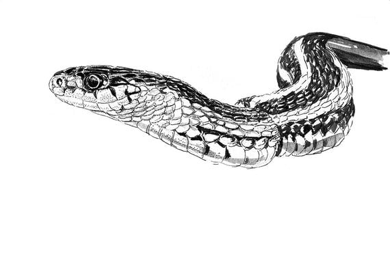 Garter Snake Fine Art Print Herpetological Print