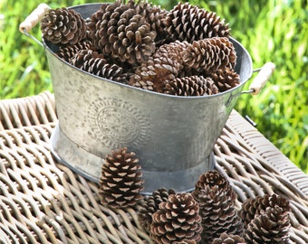 Lot of 10 / 20 / 30 / 40 Opened Pine Cones- Large Pine Cones - Rustic Decor - Natural Pine Cones - Rustic Craft Supply -Large Cones