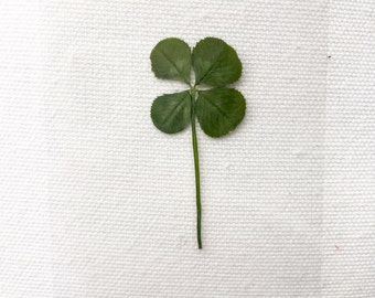 Real Four Leaf Clover - Laminated Wallet Card/Bookmark