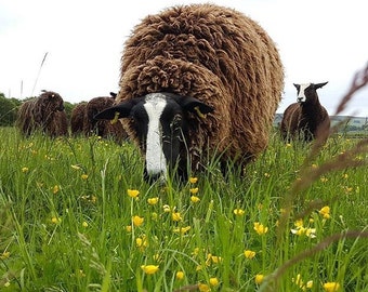 Raw Zwartble Shearling Wool Fleece