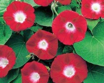 Ipomea, Morning Glory Scarlet O'hara 20 Seeds