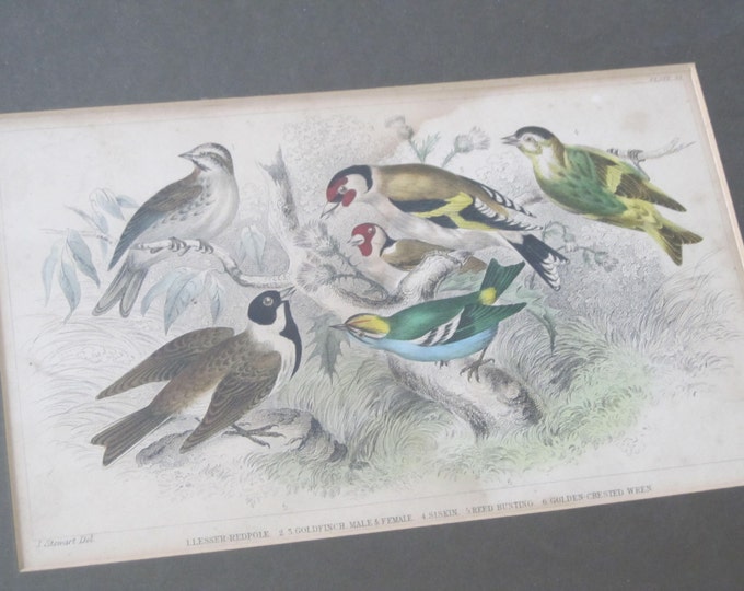 Antique lithograph bird print, framed ornithology image, birds: Lesser redpole, Goldfinch, siskin, reed bunting, wren