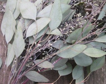 EUCALYPTUS Varieties naturally DRiED FLOWER and leaf Bunches SEEDED or Silver Dollar Cupped Feather