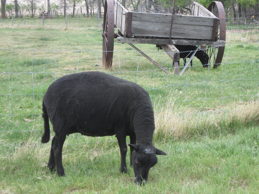1/2 lb. Raw Black Welsh Mountain Sheep Wool true natural