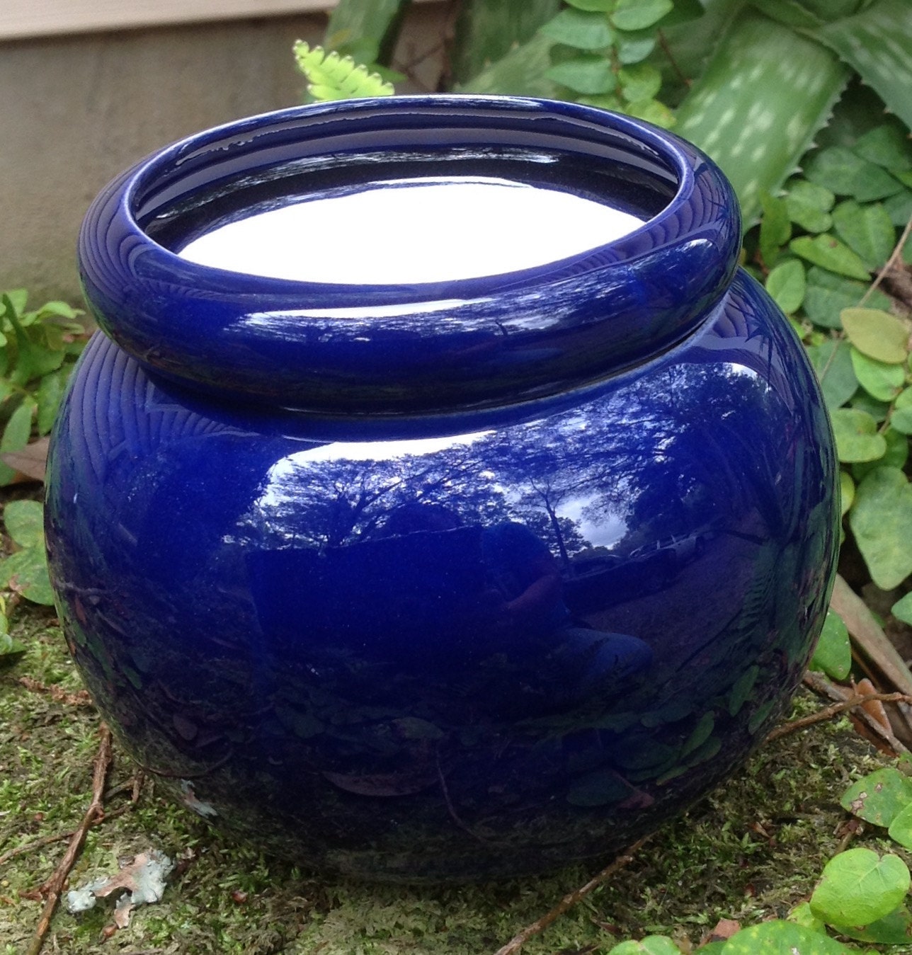 Violet pot cobalt blue modern planter house plant