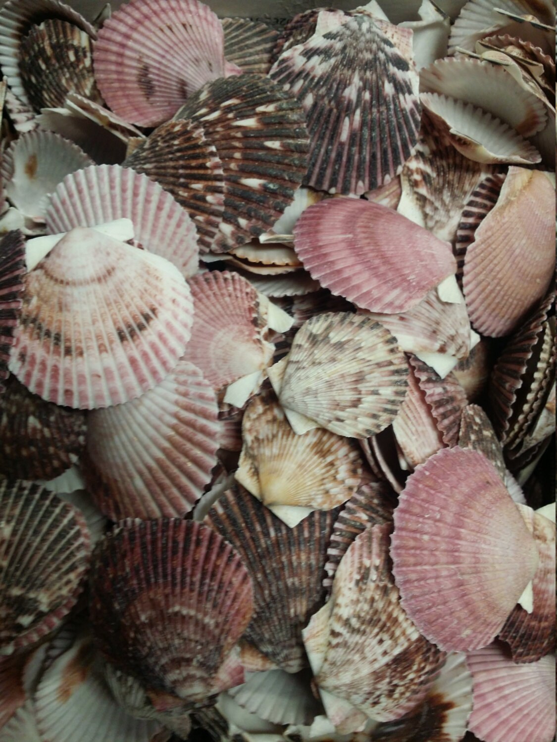 Purple Scallop Shells Pecten Purpuratus Scallop Shells For