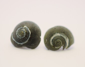Ursula Moon Snail Stud Earrings - Black Fossilized Moonsnail Earrings - Mermaid Earrings - Charleston Shell Jewelry