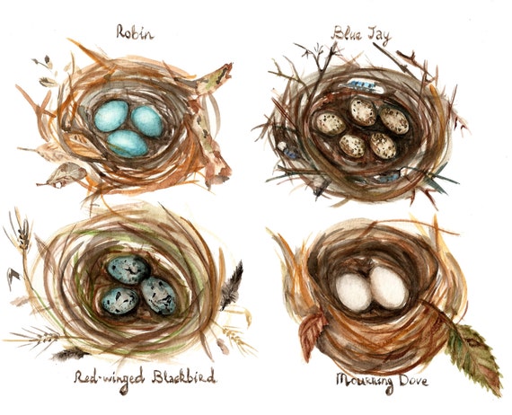 Four Bird Nests Study Fine Art Print of Original Watercolor