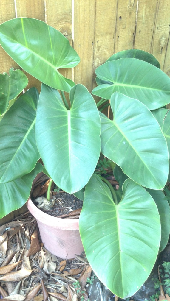 Huge Large Leaf Philodendron / Pothos / Devil�s Ivy live