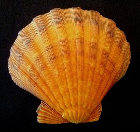Orange Lion's Paw Scallop pairs 5 shells scallops