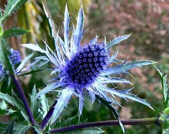 Blue Sea Holly, 25 seeds, great cut flower, dried flower, Eryngium planum, bright shade, deer proof, cold hardy, perennial in all zones