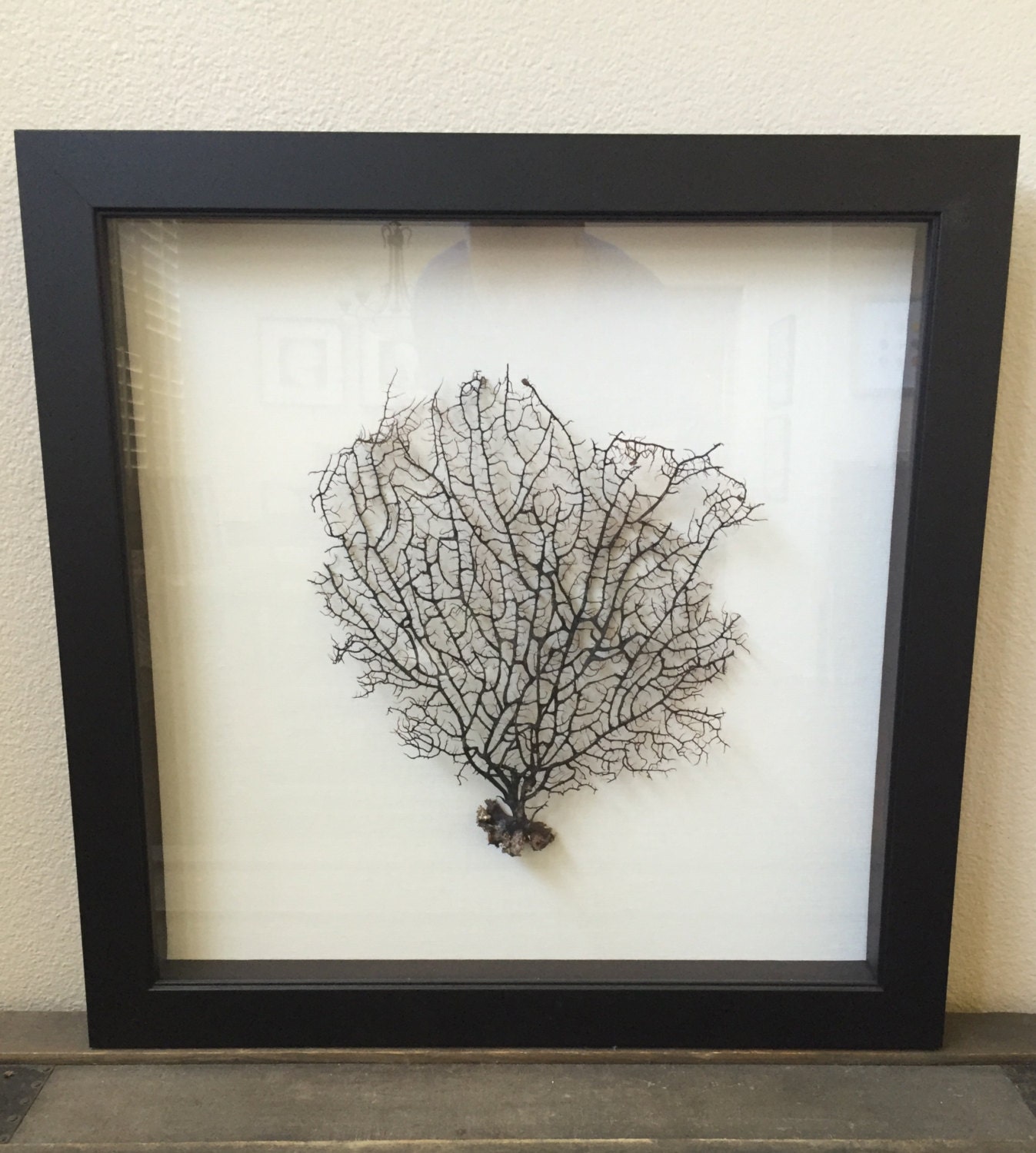 Framed Black Sea Fan Coral