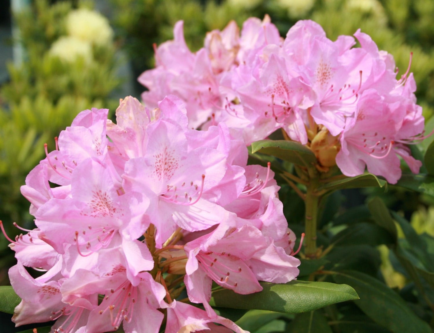 Roseum Pink Rhododendron Live Plant Quart Pot