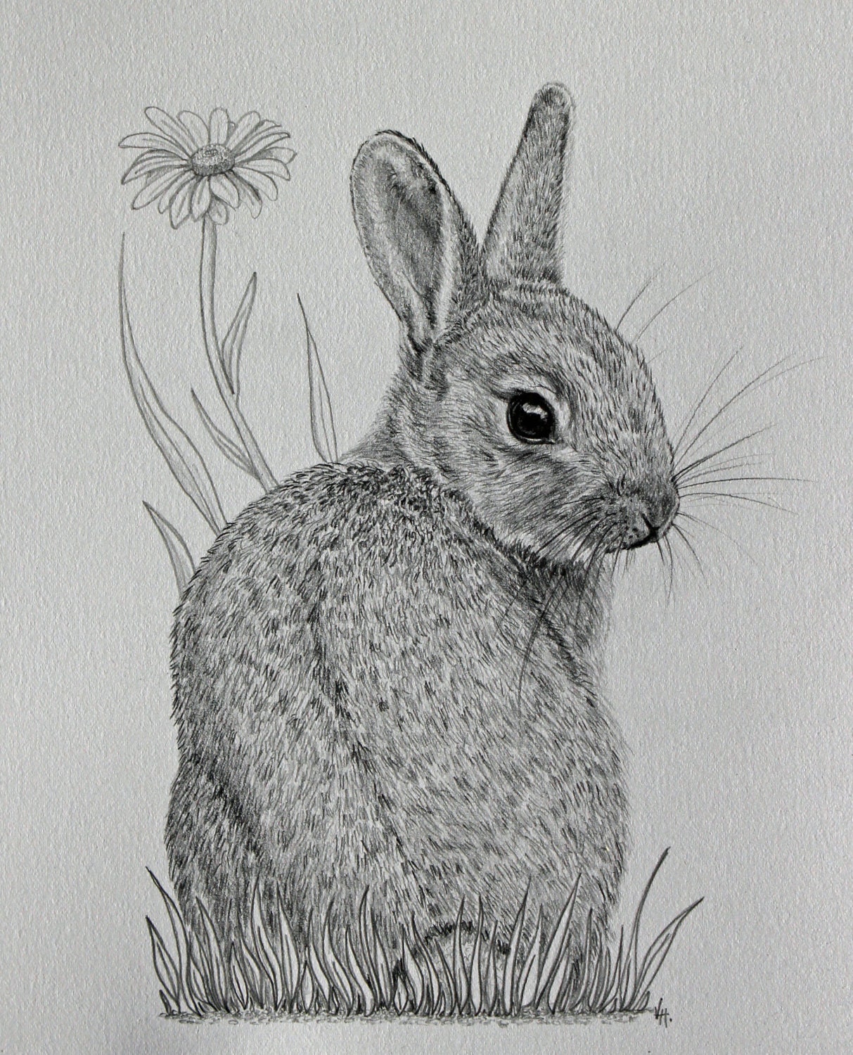 Creative Sketch Rabbit Drawing for Beginner