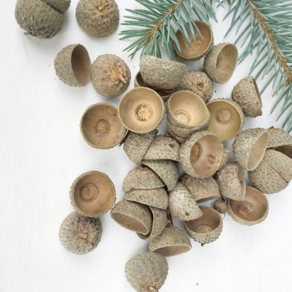 50 acorn caps Natural Acorn Cap crafts Real Acorn by WildFerera