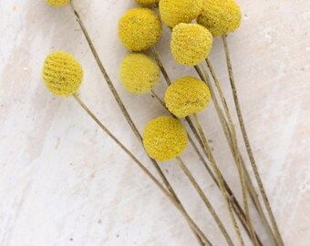 Craspedia Dried Billy Balls Preserved Pack of 10 Stems 19-23"