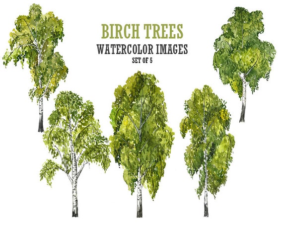 clip art birch tree - photo #34