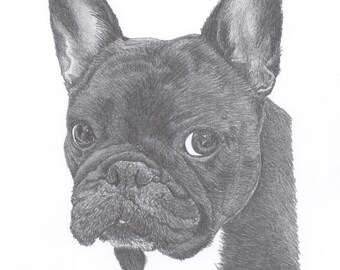 FRENCH BULLDOG dog Limited Edition art drawing print signed by UK artist
