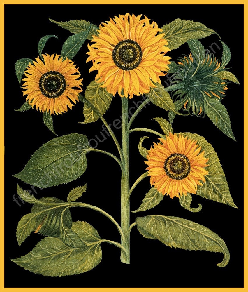 antique botanical print sunflowers tournesol illustration