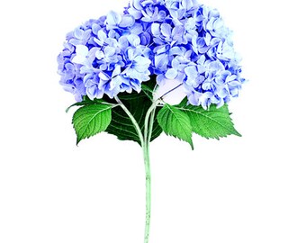 Hydrangea Wall Art floral photography purple wall art hydrangea print floral Hydrangea Wall Art floral photography purple wall art hydrangea print floral
