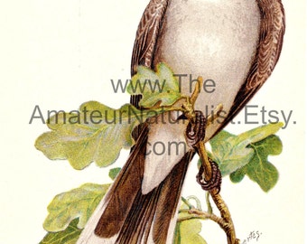 Vintage Bird Illustration, Kingbird, Antique Print, Digital Download
