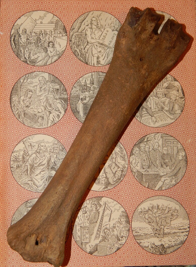 Genuine BUFFALO FOSSIL Pleistocene Epoch Fossil Bison