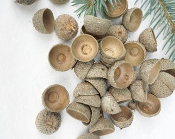 Acorn caps Natural Acorn Cap crafts Real Acorn Tops Acorn caps for sale Acorn caps bulk Acorn caps to buy dried acorn caps oak acorn cup