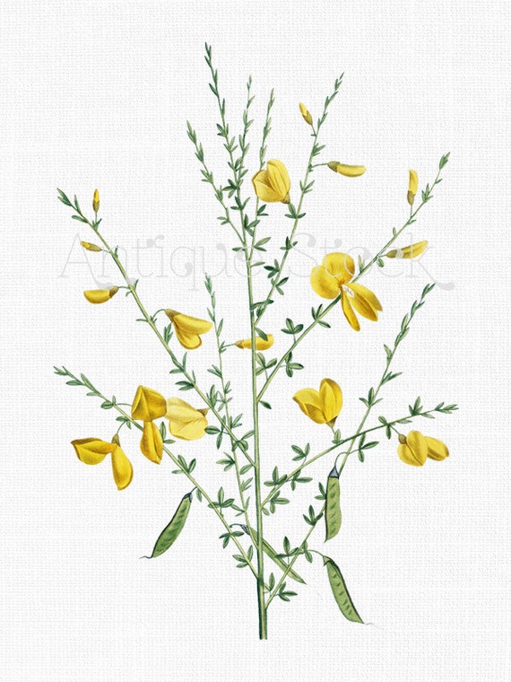 Yellow Flowers Clipart 'Scotch Broom' Botanical