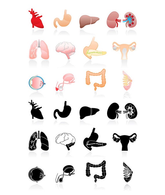 clipart human organs - photo #46