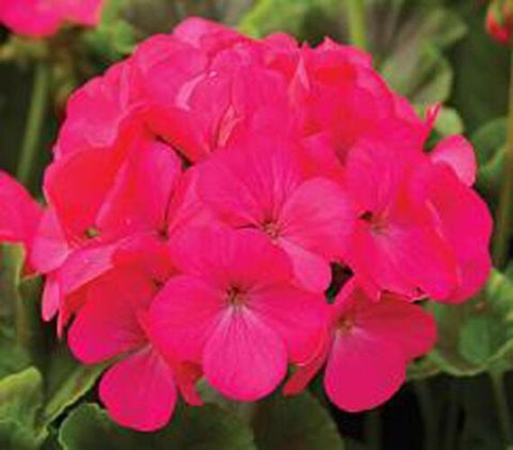 100 Bulk Geranium Seeds For Sale Maverick Rose