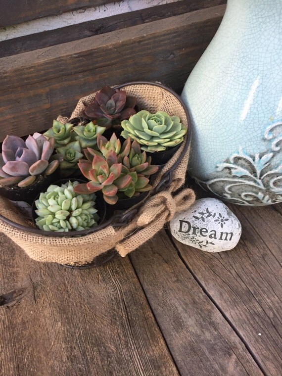 Succulent Gift Basket Collection. Six 2.5 Premium