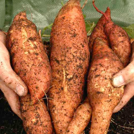 24 Beauregard SWEET POTATO SLIPS Organic